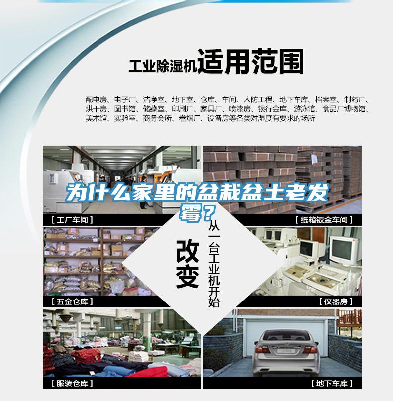 為什么家里的盆栽盆土老發(fā)霉？