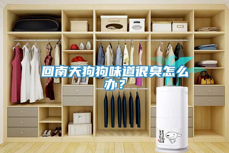 回南天狗狗味道很臭怎么辦？