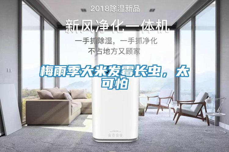 梅雨季大米發(fā)霉長(zhǎng)蟲，太可怕