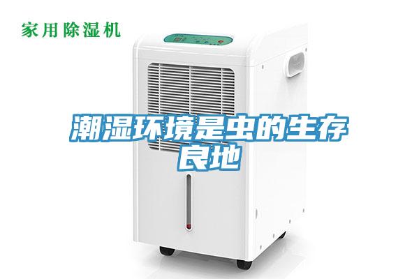 潮濕環境是蟲的生存良地