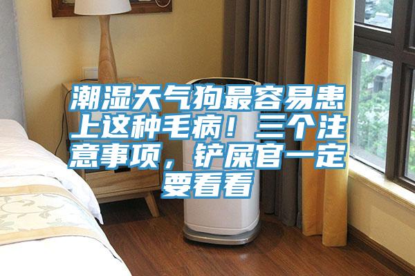 潮濕天氣狗最容易患上這種毛??！三個(gè)注意事項(xiàng)，鏟屎官一定要看看