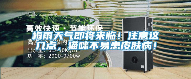 梅雨天氣即將來臨！注意這幾點，貓咪不易患皮膚??！