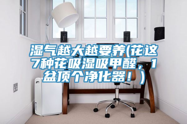 濕氣越大越要養(花這7種花吸濕吸甲醛，1盆頂個凈化器！)